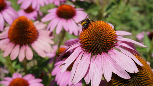 Close-up of bee pollinating on pink flower