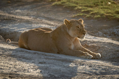 Lioness lies backlit on dry muddy road