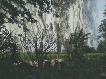Scenic view of forest against sky