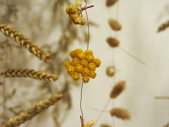 Close-up of yellow flowering plant
