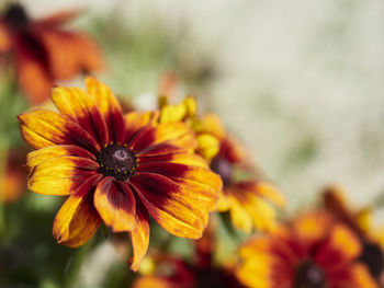 Close-up of orange flower against blurred background