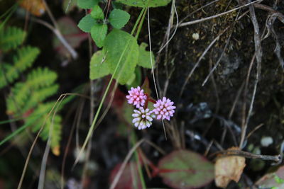 Close-up of purple flowering plant