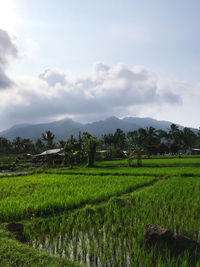 Scenic view of rice field against sky