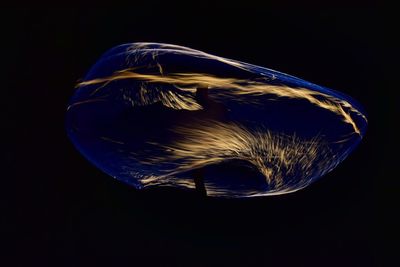 Close-up of jellyfish against black background
