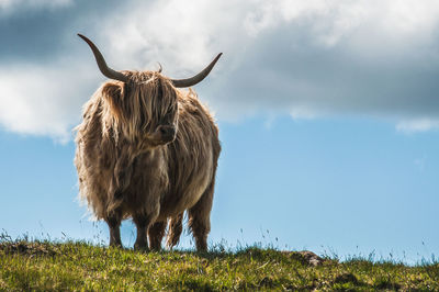Highlander cow on a meadow in a windy day, scotland