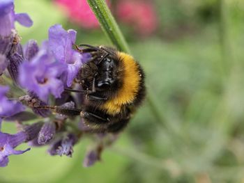 Close-up of bee pollinating on flower