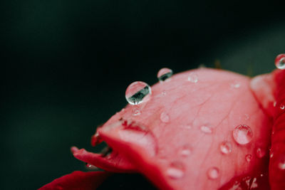 Close-up of wet red flower