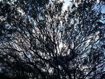 Low angle view of tree branches against sky