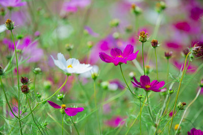 Autumn in japan. cosmos in full bloom.