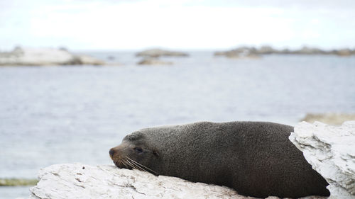 Fur seals on a coastal sea landscapes near kaikoura on the south island of new zealand.