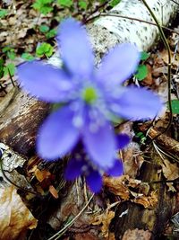 High angle view of purple crocus flowers on field