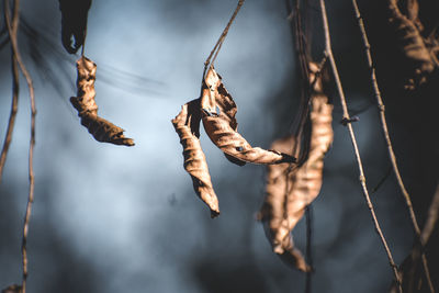 Close-up of dried leaves hanging on branch