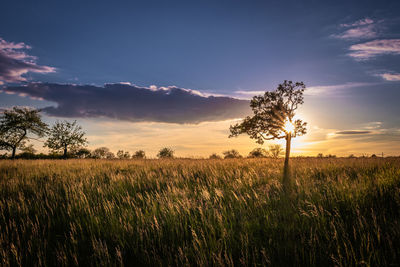 Plants growing on field against sky during sunset