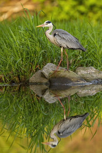 High angle view of gray heron perching on grass