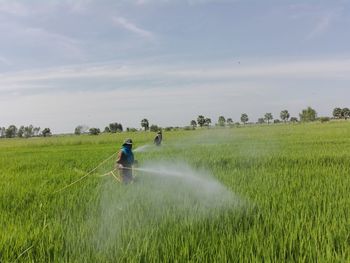 paddy field