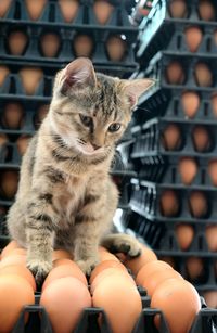 Close-up of hand holding kitten