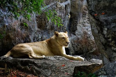 View of a lion relaxing on rock