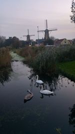 Swans swimming in lake against sky