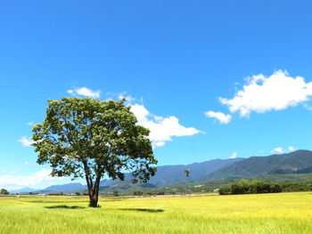 Tree on field against sky