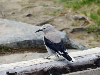 Clark's nutcracker crow nucifraga columbiana corvidae lake louise banff national park canada