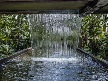 Close-up of plants in water