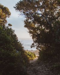 Scenic view of forest against sky