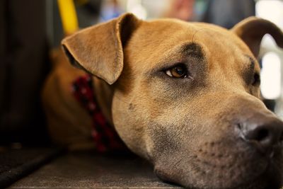 Close-up of a dog looking away