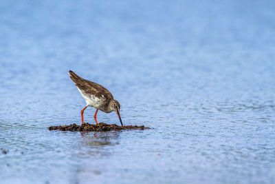 Bird perching on a water