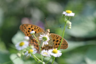 Butterfly pollinating on flower