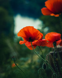 Close-up of orange poppy