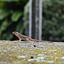 Close-up of surface level of wood