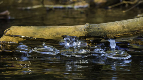 Close-up of water drop on lake