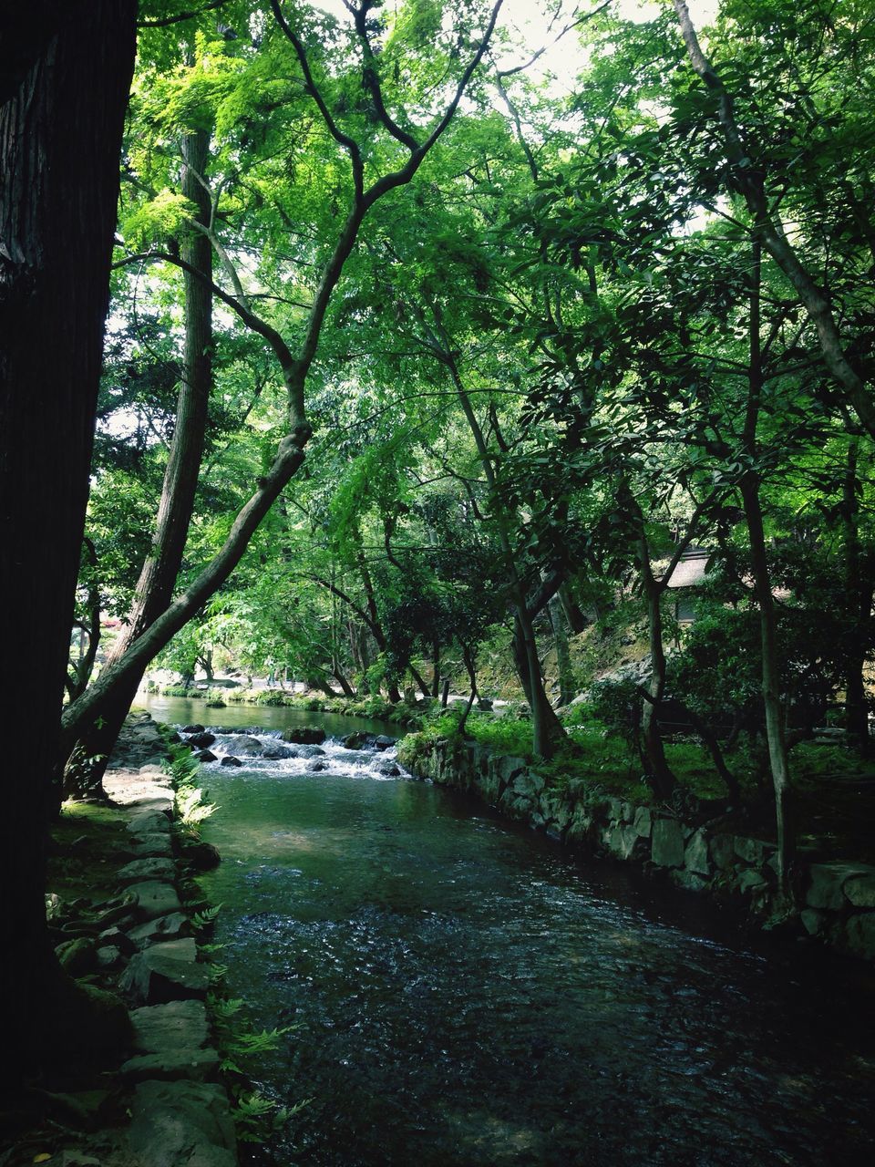 tree, water, tranquility, tranquil scene, forest, beauty in nature, branch, nature, growth, scenics, tree trunk, river, lake, day, idyllic, green color, sunlight, outdoors, reflection, no people