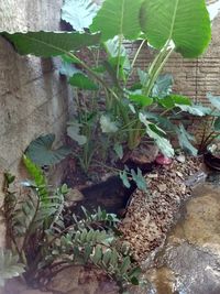 Plants growing in pond