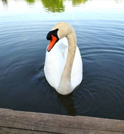 Swan floating on lake