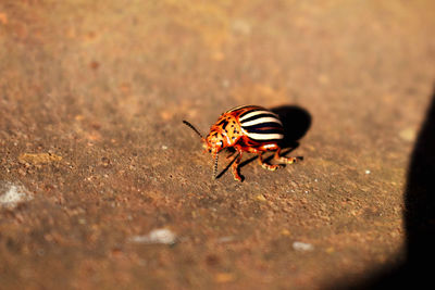 Close-up of bee