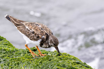 Close-up of bird perching on rock