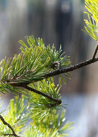 Close-up of pine tree
