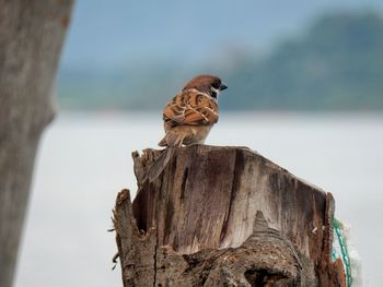 Close-up of sparrow perching on wood against sky