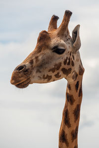 Close-up of giraffe against clear sky