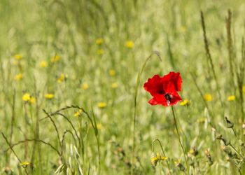 Close-up of red poppy flower on field