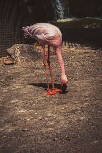 Bird standing in a lake