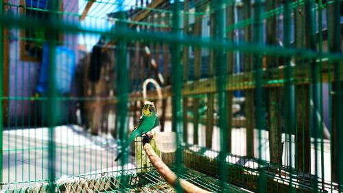 View of birds at construction site