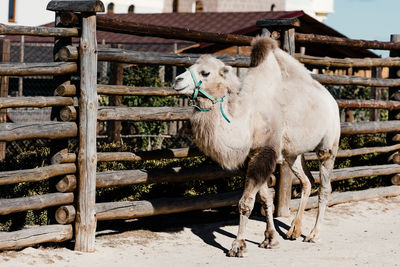 Horse standing on field