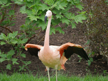 Duck standing in a field