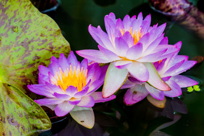 Close-up of pink water lily