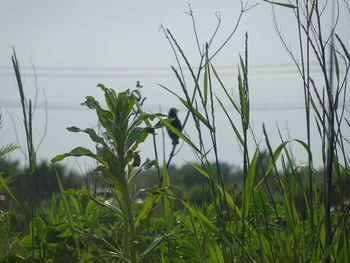 Close-up of plants growing on land against sky