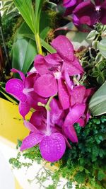 Close-up of pink flowers blooming outdoors