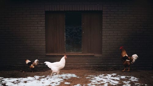 View of rooster on brick wall