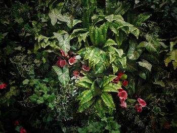 Full frame shot of plants